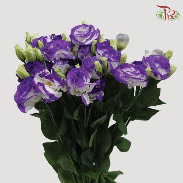 Eustoma - Purple & White (650-750 Gram)-Purple-China-prflorist.com.my