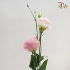Eustoma - Rosita Pink (10 Stems)-Pink-Vietnam-prflorist.com.my