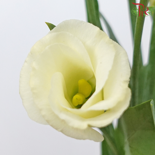 Eustoma - Rosita Yellow (10 Stems)-Light Yellow-Vietnam-prflorist.com.my