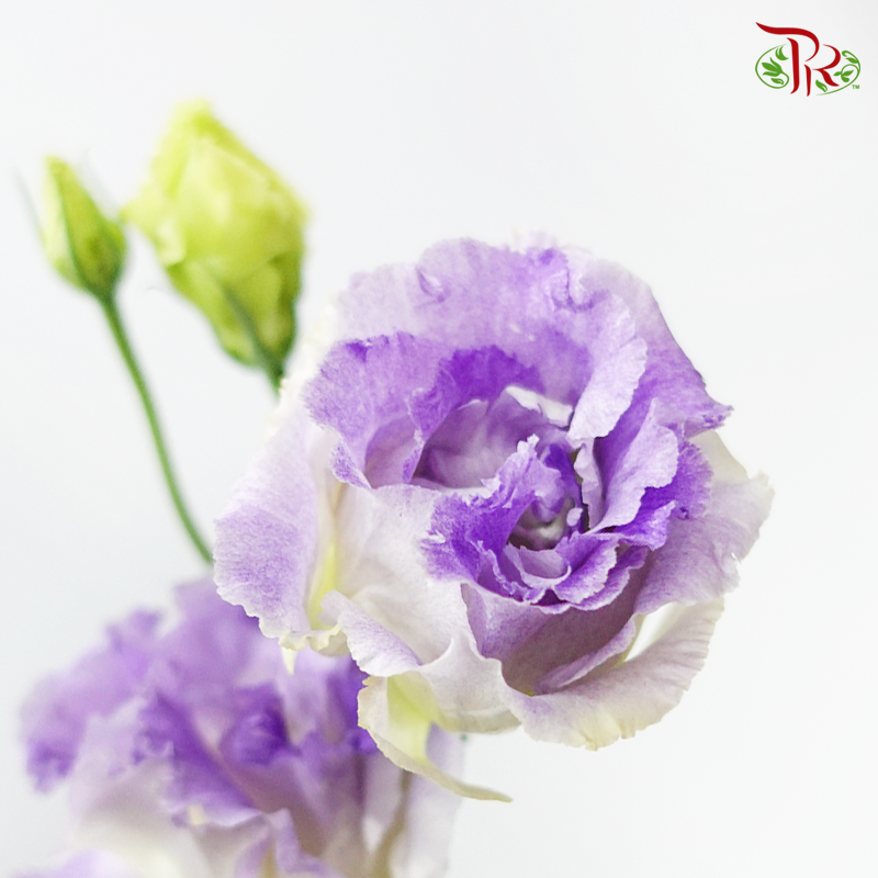 Eustoma - Smoke Gray (650-750 Gram)-China-prflorist.com.my