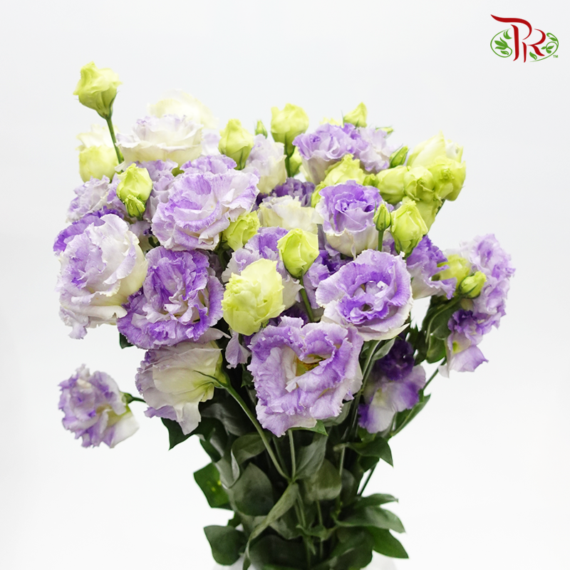 Eustoma - Smoke Gray (650-750 Gram)-China-prflorist.com.my