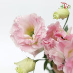 Eustoma - Sunshine Apricot Pink (650-750 Gram)-Pink-China-prflorist.com.my