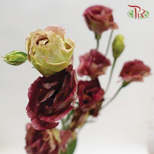 Eustoma - Tea Colour (650-750 Gram)-Tea Color-China-prflorist.com.my