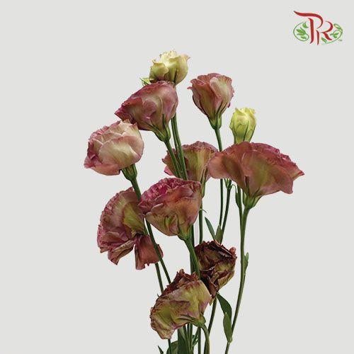 Eustoma - Tea Colour (650-750 Gram)-Tea Color-China-prflorist.com.my
