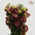 Eustoma - Tea Colour (650-750 Gram)-Tea Color-China-prflorist.com.my