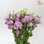 Eustoma - Violet Wave (650-750 Gram)-Violet-China-prflorist.com.my