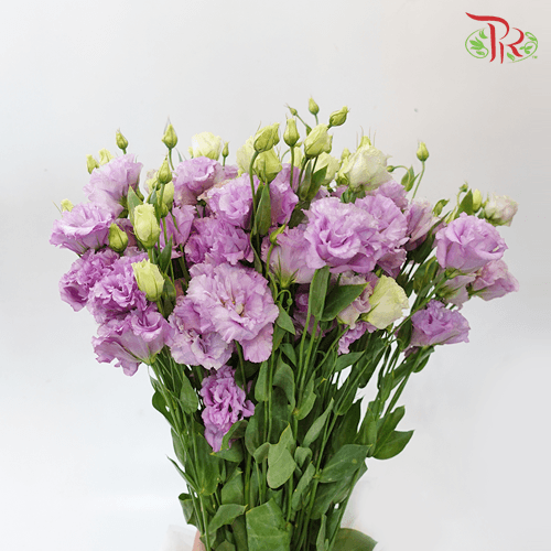 Eustoma - Violet Wave (650-750 Gram)-Violet-China-prflorist.com.my