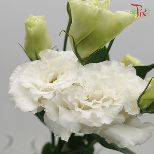 Eustoma Wave - White-White-Malaysia-prflorist.com.my