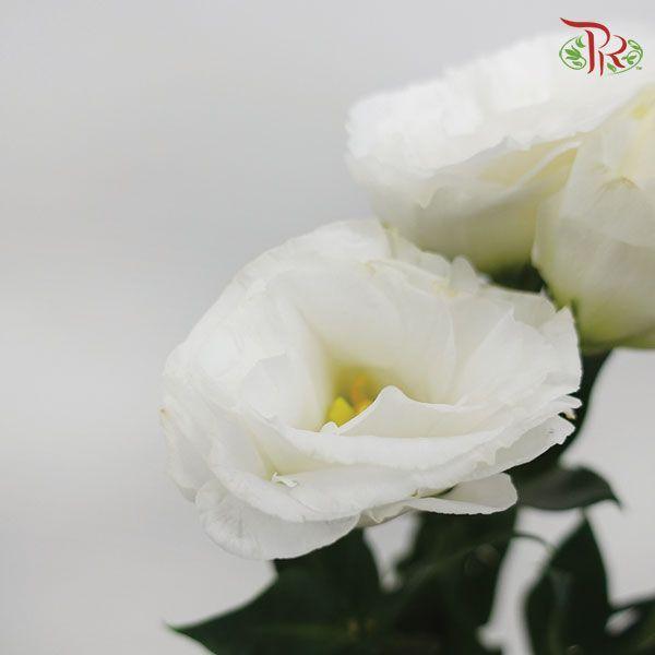 Eustoma - White (10 Stems)-White-Vietnam-prflorist.com.my