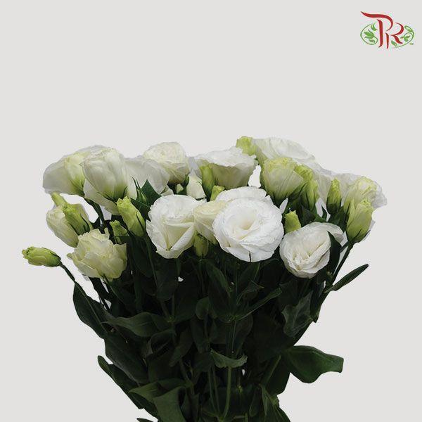 Eustoma - White (10 Stems)-White-Vietnam-prflorist.com.my