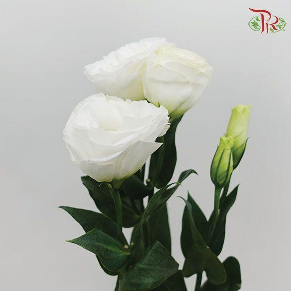 Eustoma - White (10 Stems)-White-Vietnam-prflorist.com.my