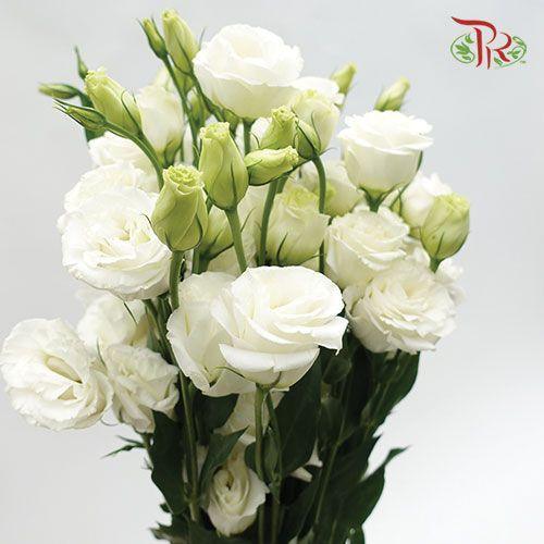 Eustoma - White (650-750 Gram)-White-China-prflorist.com.my