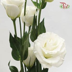 Eustoma - White (650-750 Gram)-White-China-prflorist.com.my