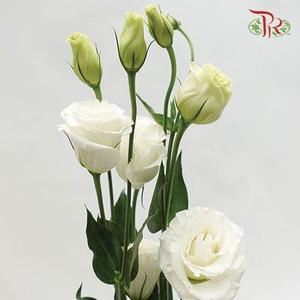 Eustoma - White (650-750 Gram)-White-China-prflorist.com.my