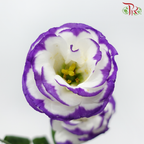 Eustoma - White With Purple Outline (650-750 Gram)-White / Purple-China-prflorist.com.my