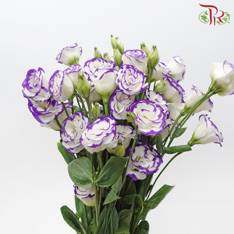 Eustoma - White With Purple Outline (650-750 Gram)-White / Purple-China-prflorist.com.my