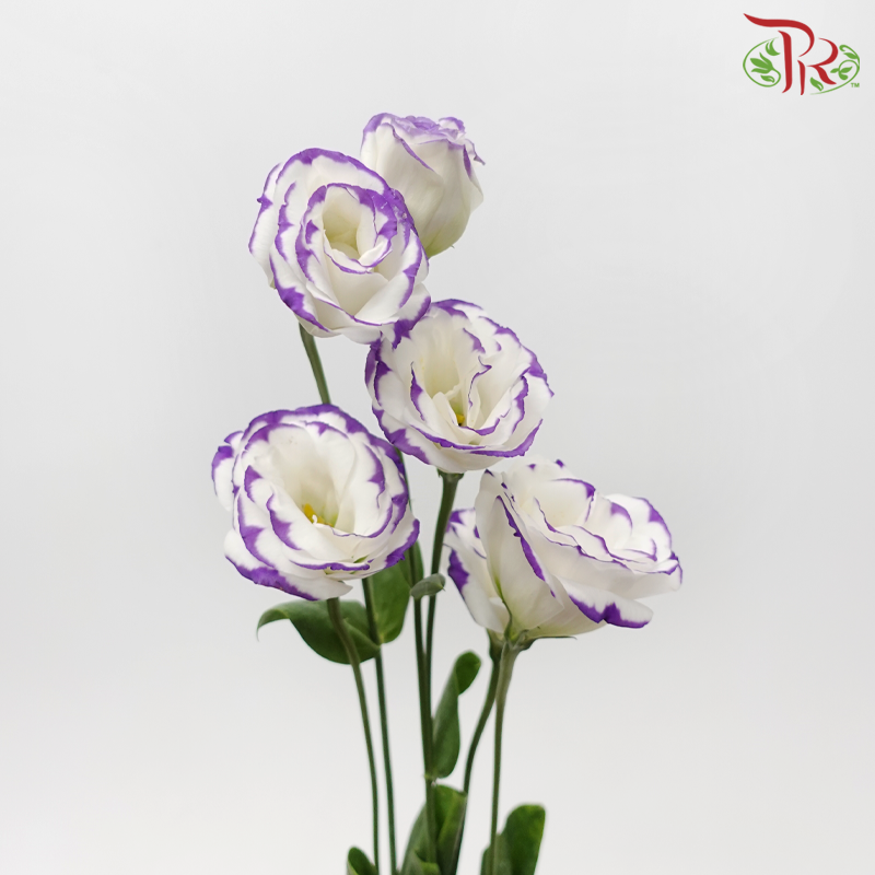 Eustoma - White With Purple Outline (650-750 Gram)-White / Purple-China-prflorist.com.my
