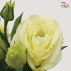 Eustoma - Yellow (10 Stems)-Yellow-Vietnam-prflorist.com.my