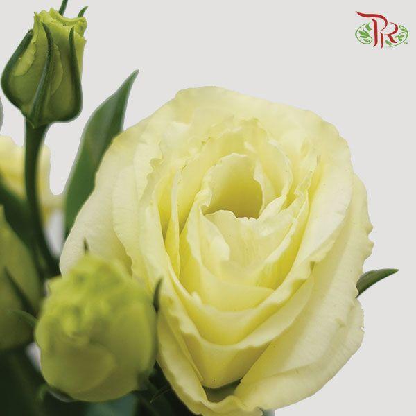 Eustoma - Yellow (10 Stems)-Yellow-Vietnam-prflorist.com.my