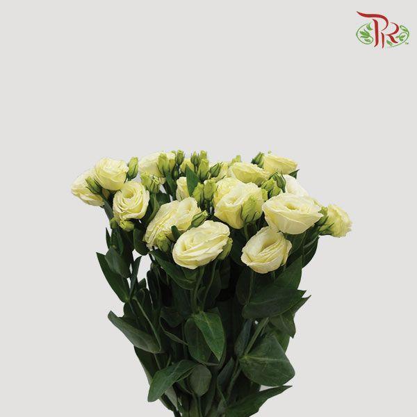 Eustoma - Yellow (10 Stems)-Yellow-Vietnam-prflorist.com.my