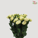 Eustoma - Yellow (10 Stems)-Yellow-Vietnam-prflorist.com.my