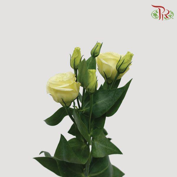 Eustoma - Yellow (10 Stems)-Yellow-Vietnam-prflorist.com.my