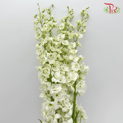 Delphinium - White (5 Stems) - Pudu Ria Florist