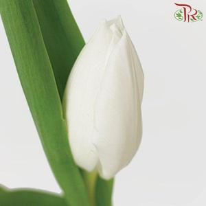 Tulip - Royal Virgin (5 Stems / 10 Stems)