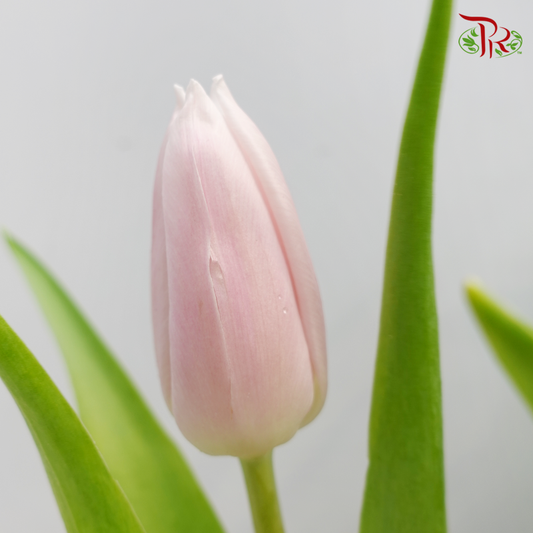 Tulip - Little Pincess (Faded Lilac) (9-10 Stems)