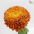 Fatt Choy Mum - Choy Kuk (6 Stems) GRADE AA-Orange-Grade A-Malaysia-prflorist.com.my