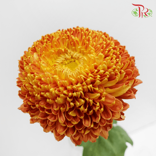 Fatt Choy Mum - Choy Kuk (6 Stems) GRADE AA-Orange-Grade A-Malaysia-prflorist.com.my