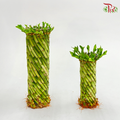 Feng Shui Bamboo