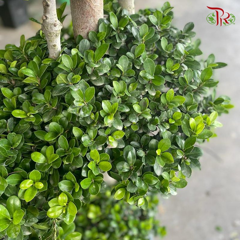 Ficus Microcarpa 3 Layers ▪ *in polybag*  《人参榕》 - Pudu Ria Florist