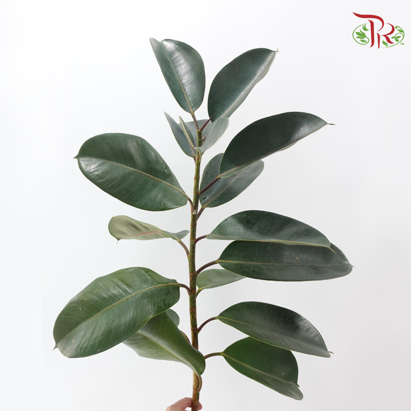 Ficus Burgundy Leaf - (Per Stem)-Malaysia-prflorist.com.my