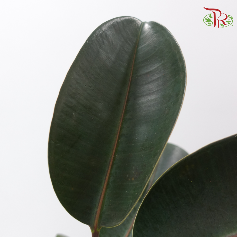 Ficus Burgundy Leaf - (Per Stem)-Malaysia-prflorist.com.my