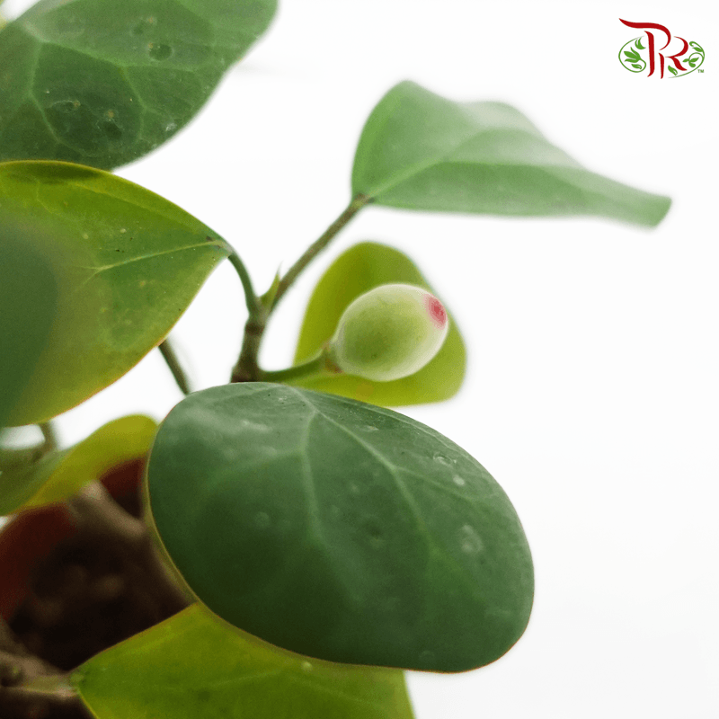 Ficus Deltoidea 《金卓葉/ 小盼菩提》-Pudu Ria Florist-prflorist.com.my