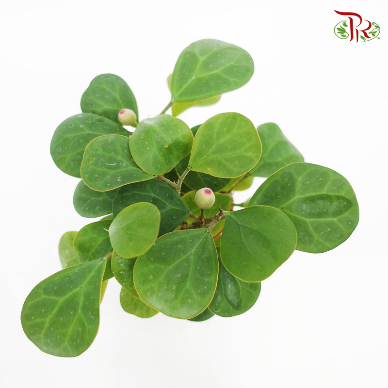 Ficus Deltoidea 《金卓葉/ 小盼菩提》-Pudu Ria Florist-prflorist.com.my