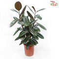 Ficus Elastica 3PP (90 - 100cm) 《印度榕》-Pudu Ria Florist-prflorist.com.my