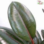 Ficus Elastica 3PP (90 - 100cm) 《印度榕》-Pudu Ria Florist-prflorist.com.my