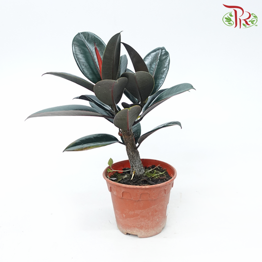 Ficus Elastica (Black) P150《印度榕》-Pudu Ria Florist-prflorist.com.my