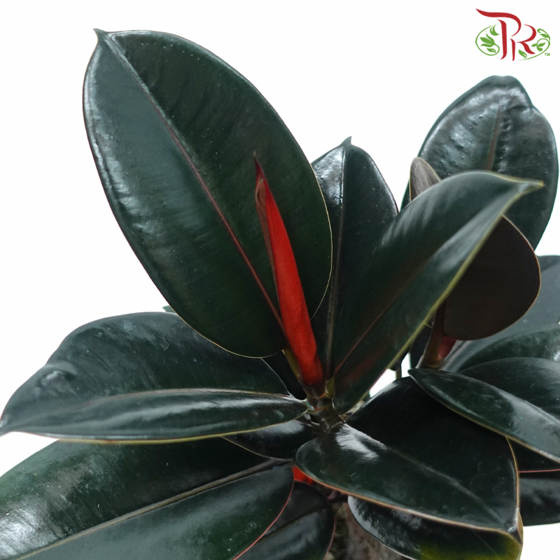 Ficus Elastica (Black) P150《印度榕》-Pudu Ria Florist-prflorist.com.my