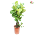 Ficus Lyrata (130-150CM)《琴叶榕‍》-Pudu Ria Florist-prflorist.com.my
