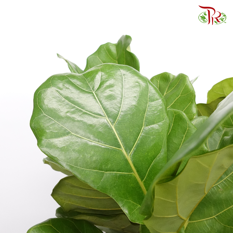 Ficus Lyrata (130-150CM)《琴叶榕‍》-Pudu Ria Florist-prflorist.com.my
