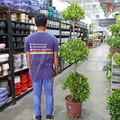 Ficus Microcarpa 5FT《人参榕》