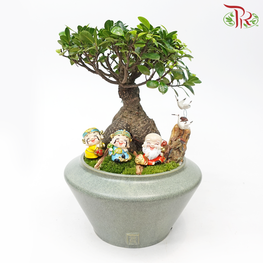 Ficus Microcarpa - Plant Arrangement《人参榕》