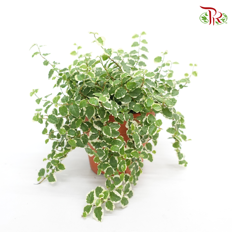 Ficus Pumila Variegated P140《花叶薜荔》-Pudu Ria Florist-prflorist.com.my