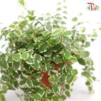 Ficus Pumila Variegated P140《花叶薜荔》-Pudu Ria Florist-prflorist.com.my