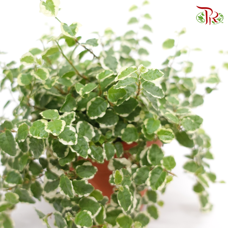 Ficus Pumila Variegated P140《花叶薜荔》-Pudu Ria Florist-prflorist.com.my