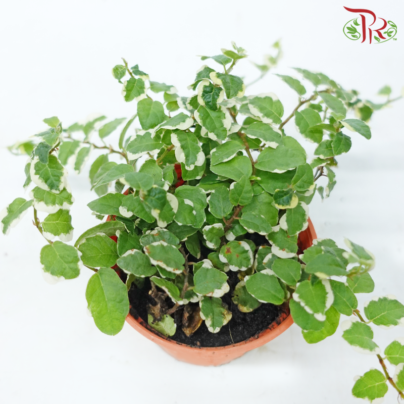 Ficus Pumila Variegated P80《花叶薜荔》-Pudu Ria Florist-prflorist.com.my