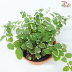 Ficus Pumila Variegated P80《花叶薜荔》-Pudu Ria Florist-prflorist.com.my